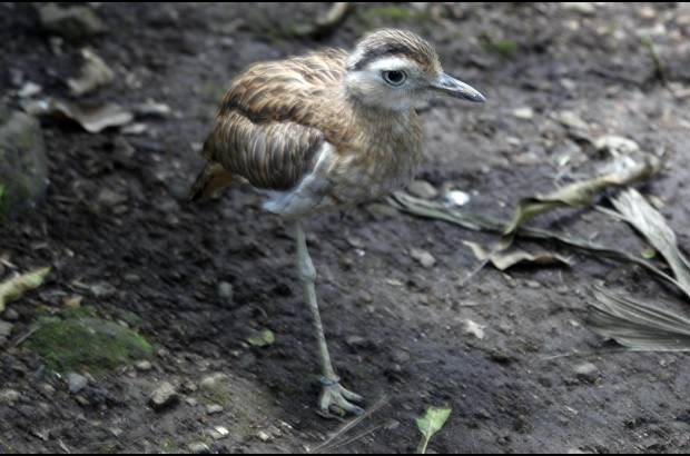 Manuel Saldarriaga - El Parque Santa Fe adelanta una transformaci&#243;n que intenta hacer de los espacios, sitios m&#225;s naturales y cercanos a la vida silvestre. Llegar&#225;n 1.000 animales.