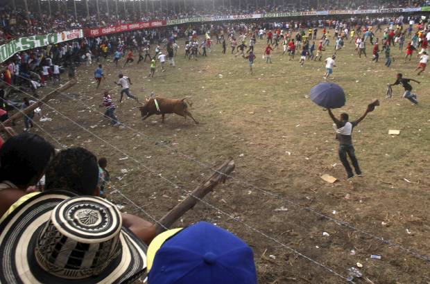 Reuters - La fiesta es amenizada por bandas de trompetas, trombones, clarinetes y redoblantes que tocan porros y fandangos engalanan la fiesta que llega a su cl&#237;max m&#225;ximo cada vez que el toro embiste a uno de los espont&#225;neos que saltan a la arena para dejar en manos del toro y de la suerte sus vidas.