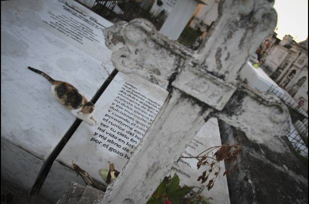 Mario Franco-Colprensa - El Cementerio Municipal de Mompox, Bol&#237;var, es un lugar fascinante que a lo largo de los a&#241;os ha tenido un apacible deterioro, en sus tumbas se pueden encontrar l&#225;pidas que datan del a&#241;o 1831. El descanso eterno de sus hu&#233;spedes es singularmente cuidado por gatos, felinos que se pasean por las tumbas en lo que parecieran rondas de estricta vigilancia.