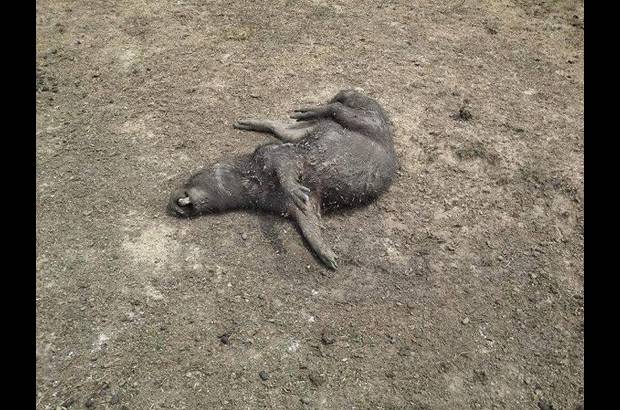 Foto: Heidy Puerta - El gobernador Marco Tulio Ruiz decretará la emergencia ambiental, para emprender labores como la contratación de maquinaria destinada a la adecuación de reservorios de agua como lagunas, esteros y humedales, con lo que se espera abastecer la fauna silvestre.