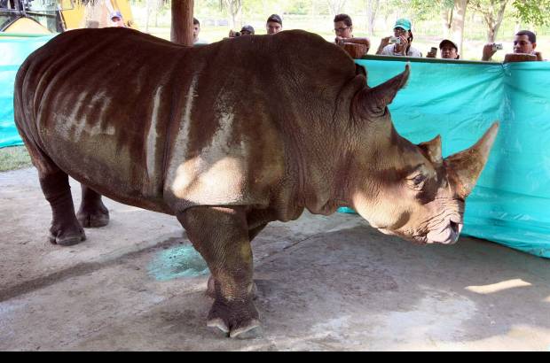 Jaime P&#233;rez - La rinoceronte dej&#243; el zool&#243;gico Santa Fe donde todos los d&#237;as consum&#237;a 60 kilos de pasto, 30 kilos de zanahoria, 12 kilos de concentrado, una paca de heno y agua a voluntad.