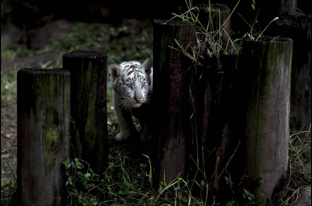 AP - Los tigres blancos son muy raros de encontrar en la naturaleza y los pocos que existen viven en reservas y zool&#243;gicos.