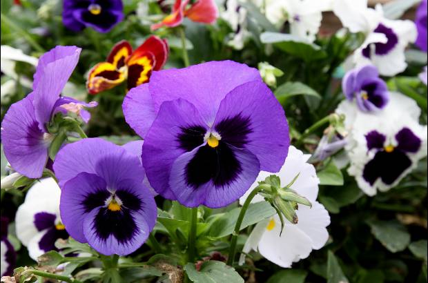 Donaldo Zuluaga - Una finca tradicional antioqueña se convirtió en el Museo Vivo de Las Flores para el disfrute de todos los turistas.