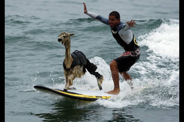 Reuters - Domingo Pianezzi surfea con su alpaca.