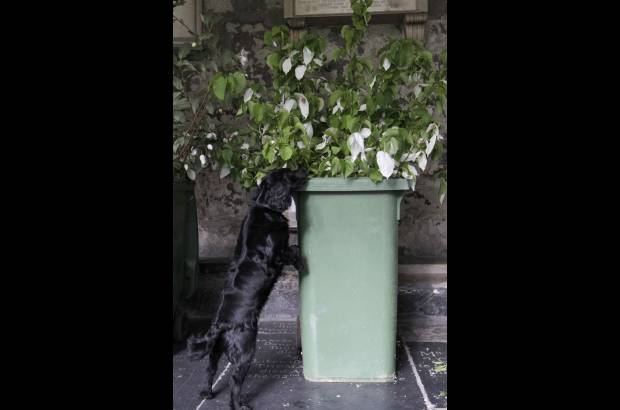 Reuters - La ornamentaci&#243;n, que tendr&#225; un coste aproximado de 50.000 libras, crear&#225; el efecto de que tanto los invitados como los novios caminan a trav&#233;s de una frondosa avenida natural.