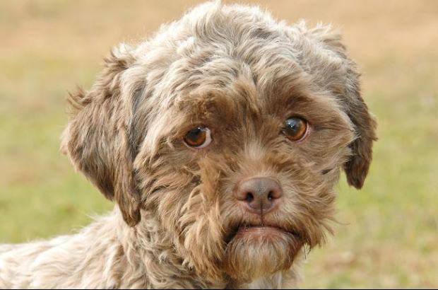 Petfinder - Tonik es un perro que se hizo famoso en redes sociales, principalmente en Estados Unidos, gracias a su particular aspecto f&#237;sico.