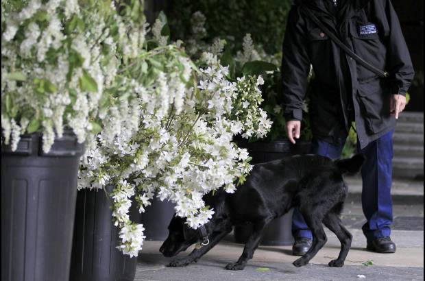 Reuters - En la decoraci&#243;n tambi&#233;n se ver&#225;n media docena de arces silvestres ingleses y dos carpes, un g&#233;nero de &#225;rbol emparentado con el avellano-.