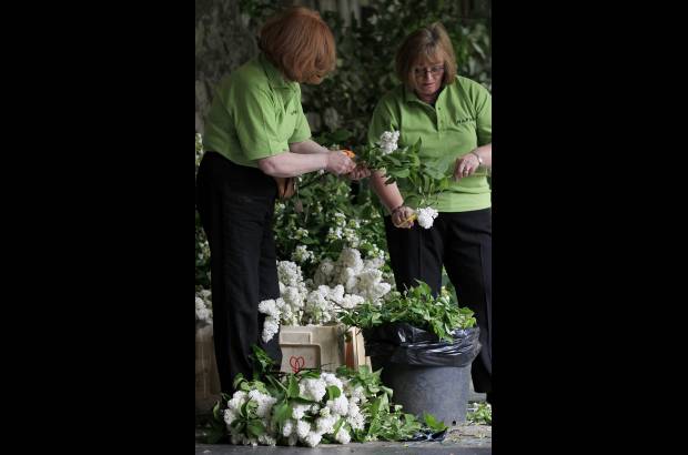 Reuters - En los arreglos se destacan las lilas, que representan el primer amor.