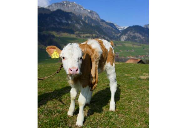 Reuters - Lilli vive con su propietario, Andreas Knutti, en Weissenburg, Suiza.