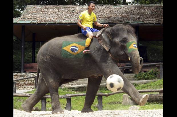 AP - Un elefante con la bandera de Brasil pintada en la panza y el costado patea un balón de fútbol guiado por su cuidador en un campamento tailandés en la provincia de Chiang Mai.