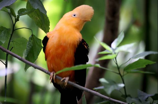 Donaldo Zuluaga - El parque Zool&#243;gico Santa Fe cuenta con dos salones para realizar todo tipo de eventos, como reuniones empresariales, fiestas y reuniones.