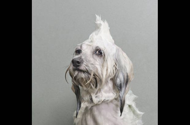 Sophie Gamand - La serie de perros mojados se convirti&#243; en viral en redes sociales hace algunas semanas.