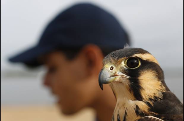 AP - Para colaborar con los halcones, con autorización de la Secretaría del Medio Ambiente, se eliminaron algunos bosques en los puntos extremos de la pista porque en ellos anidaban centenares de pájaros.