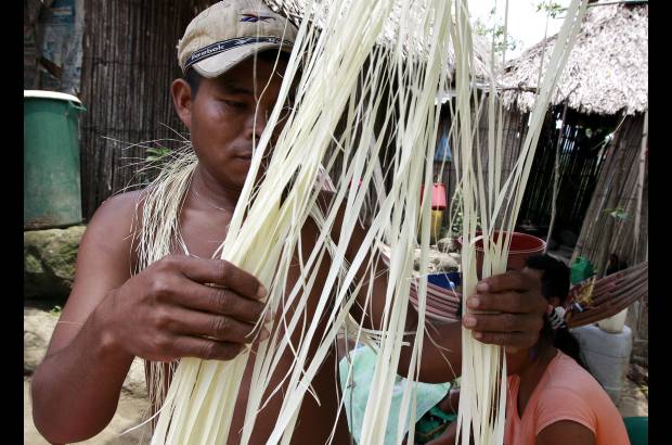 Foto Donaldo Zuluaga - Una vez raspada, la fibra se pone al Sol.