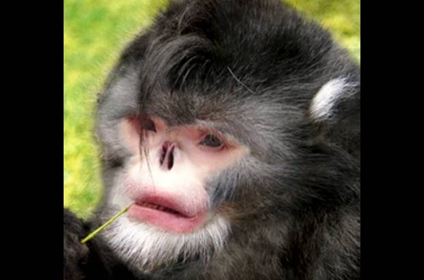 Foto Cortes&#237;a - 1. Mono estornudador: Rhinopithecus strykeri, el segundo simio de nariz hundida hallado en Myanmar, que se cree en peligro cr&#237;tico de extinci&#243;n.