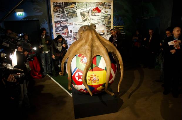 Reuters - Ocho aciertos sobre ocho pron&#243;sticos en el pasado Mundial, incluida la victoria final de Espa&#241;a frente a Holanda, formaron un expediente impresionante, que dio a Paul una resonancia medi&#225;tica jam&#225;s alcanzada por ning&#250;n representante del mundo animal. Se espera que su sucesor Paul II sea el &quot;adivino&quot; del Mundial de F&#250;tbol femenino.