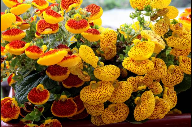 Donaldo Zuluaga - Para sacar adelante el proyecto, la Alcaldía de Medellín aportó 40 millones de pesos para el cultivo de las flores exhibidas.