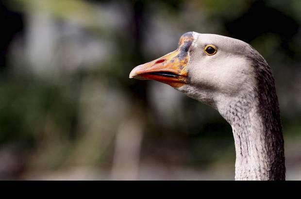 Donaldo Zuluaga - En el Zool&#243;gico Santa Fe se llevan a cabo tareas de investigaci&#243;n para la rehabilitaci&#243;n y reproducci&#243;n de fauna silvestre, la restauraci&#243;n y conservaci&#243;n del bosque seco tropical y la educaci&#243;n ambiental.