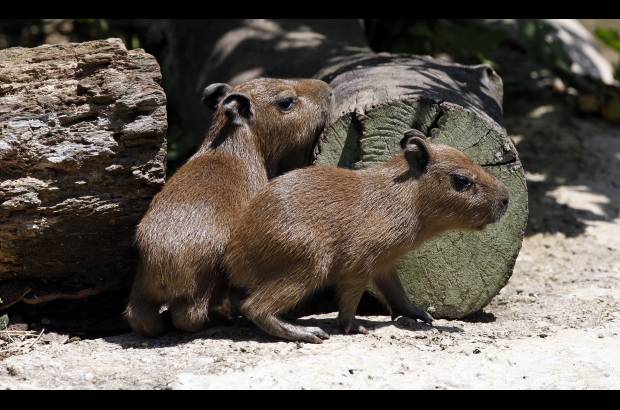 Manuel Saldarriaga - El Parque Santa Fe adelanta una transformaci&#243;n que intenta hacer de los espacios, sitios m&#225;s naturales y cercanos a la vida silvestre. Llegar&#225;n 1.000 animales.