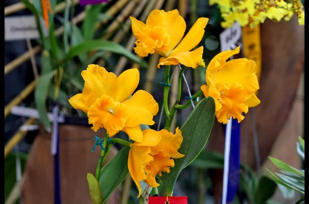 Juan Antonio S&#225;nchez - Esta exposici&#243;n es una oportunidad para disfrutar en familia el color y la belleza de las flores.