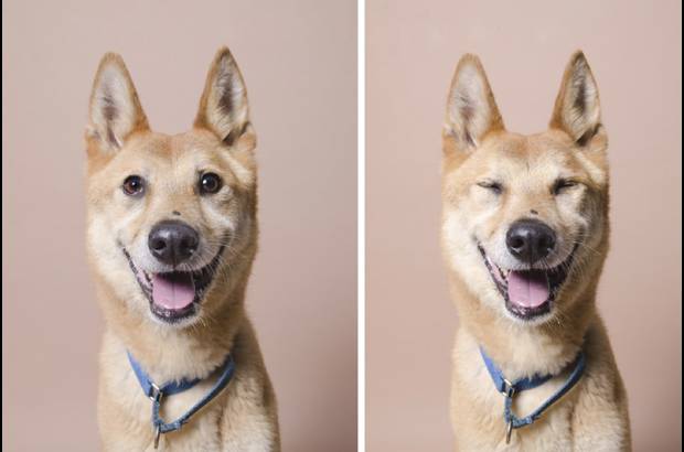 Sophie Gamand - Los perros inquietos, dice Sophie Gamand, son los de mejores fotograf&#237;as.
