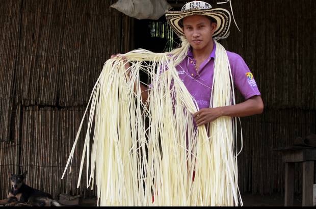 Foto Donaldo Zuluaga - Cuando se seca la fibra se recoge para pasar a la tintura.