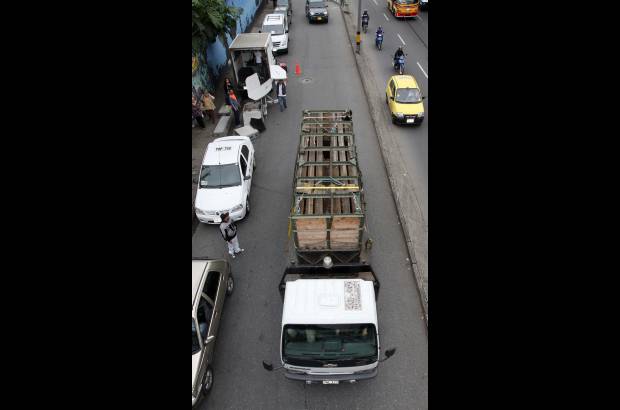 Manuel Saldarriaga - A su llegada a Nápoles, Vera será liberada, temporalmente, en una zona de manejo mientras se adapta.