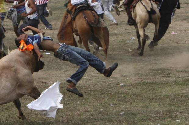 Reuters - En una tarde de corraleja se lidian alrededor de treinta toros, pero a ninguno se le quita la vida, a diferencia de lo que sucede con la tauromaquia profesional, en las que el astado es capoteado, picado por los banderilleros, toreado y muere atravesado por la espada del torero.
