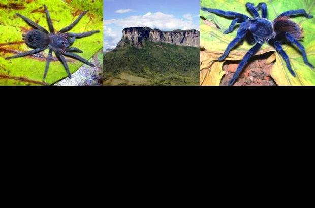 Foto Cortes&#237;a - 10. Tar&#225;ntula de Sazima: un hermoso ejemplar de un azul iridiscente, la primera especie de Brasil elegida en el top 10 de las especies. Pterinopelma sazimai vive en ecosistemas aislados en lo alto de las monta&#241;as.