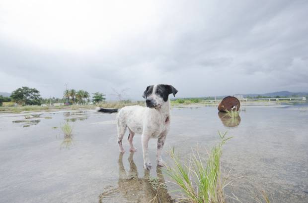 Sophie Gamand - Los perros callejeros siempre han llamado la atenci&#243;n de Sophie Gamand.