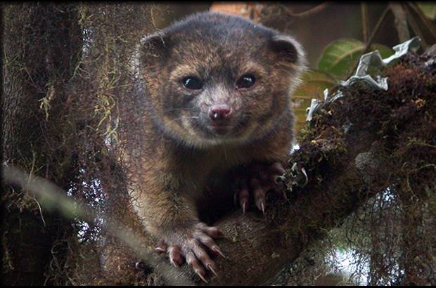 Foto Mark Gurney - International Institute for Species Exploration defini&#243; las 10 especies halladas en 2013. Olinguito (Bassaricyon neblina), habitante de Colombia y Ecuador, se halla en Antioquia. Un mam&#237;fero carn&#237;voro.