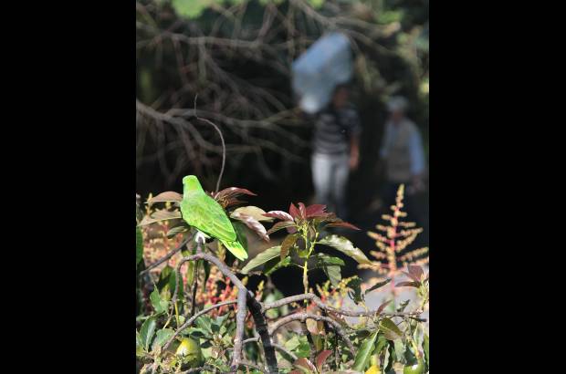 Donaldo Zuluaga - Esta lorita, llamada por su due&#241;a Lorena, vol&#243; desde lo alto de un apartamento de un edificio en el sector de Vizcaya en El Poblado hasta un solar vecino y como no pod&#237;a retornar a su casa, su propietaria pidi&#243; ayuda a los bomberos.