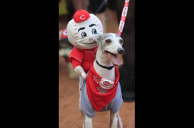 AP - Gino camina por el campo, con una marioneta en su espalda, antes del partido de b&#233;isbol de los Cincinnati Reds contra los Diamondbacks de Arizona.