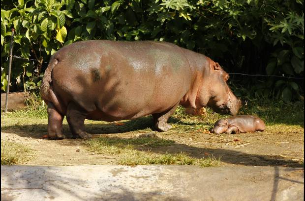 Cortes&#237;a Zool&#243;gico Santa Fe - La hembra hipop&#243;tamo naci&#243; hace 8 semanas, el zool&#243;gico Santa fe busca su nombre a trav&#233;s de un concurso para los ni&#241;os.