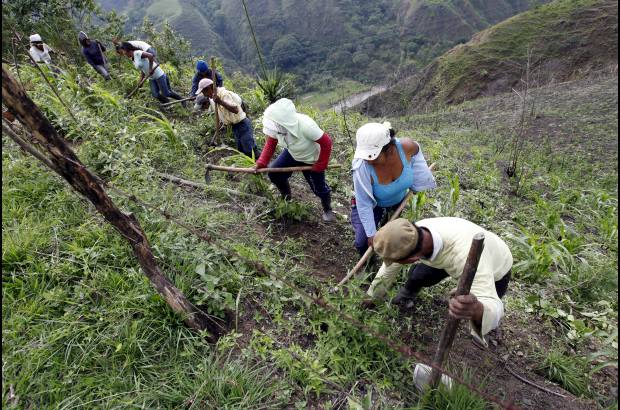 Manuel Saldarriaga - En Torib&#237;o los campesinos anhelan que su tierra vuelva a ser una despensa agr&#237;cola en Cauca y as&#237; superar la historia de violencia que arrastra en los &#250;ltimos a&#241;os como epicentro del conflicto y fort&#237;n de las Farc.