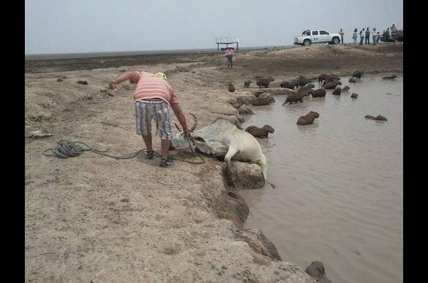 Foto: Heidy Puerta - Por los efectos ocasionados en las sabanas de Paz de Ariporo y otros municipios del norte del departamento de Casanare, la fuerte sequía que azota la región ha dejado gran cantidad de animales muertos.