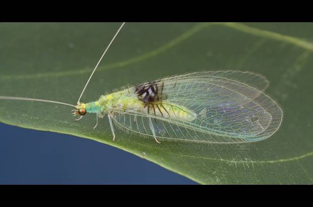 Guek Hock Ping - Mariposa Semachrysa jade, de Malasia, encontrada por casualidad en redes sociales.
