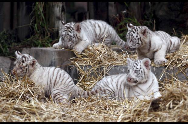 AP - &quot;Los beb&#233;s, que nacieron despu&#233;s de 103 d&#237;as de gestaci&#243;n, heredaron de sus padres las elegantes rayas negras sobre el manto blanco y los intensos ojos azules&quot;, explic&#243; el zool&#243;gico porte&#241;o.