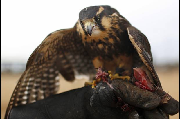 AP - Después de un percance de un avión comercial hace poco más de un año al succionar por una turbina a un par de aves, los directivos del aeropuerto de la capital paraguaya decidieron utilizar un sistema de halcones que cazan a los intrusos.