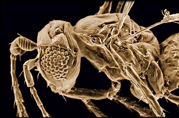 Foto Jennifer Read - Avispa par&#225;sita (Tinkerbella nana) mide solo 250 micrometros est&#225; entre los insectos m&#225;s peque&#241;os. Hallada en Costa Rica.