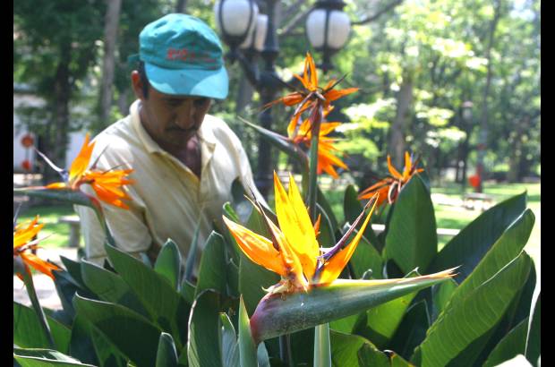 FOTO EL COLOMBIANO - El Jardín Botánico Joaquín Antonio Uribe es un espacio de encuentro natural en medio de la ciudad, ideal para el conocimiento, el descanso y la relajación. Declarado Patrimonio Cultural de Medellín, es uno de los más bellos sitios de Antioquia, el país y el mundo dedicados a la botánica.