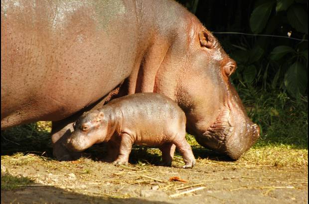 Cortes&#237;a Zool&#243;gico Santa Fe - La hembra hipop&#243;tamo naci&#243; hace 8 semanas, el zool&#243;gico Santa fe busca su nombre a trav&#233;s de un concurso para los ni&#241;os.