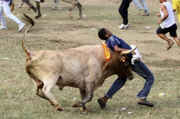 Reuters - Una persona muerta y 44 heridas dej&#243; el tradicional festejo taurino de las corralejas del municipio de Arjona, Bol&#237;var.