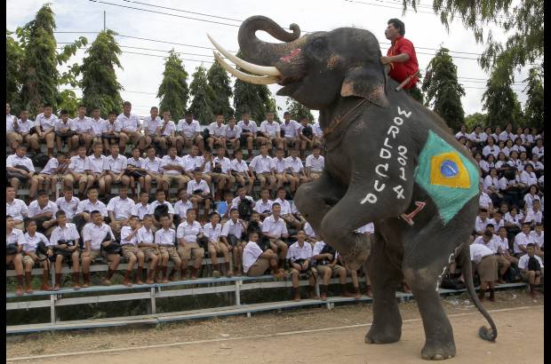 AP - La obsesión se extiende al reino animal. Un elefante con la bandera de Brasil pintada en la panza y el costado patea un balón de fútbol guiado por su cuidador en un campamento tailandés en la provincia de Chiang Mai.