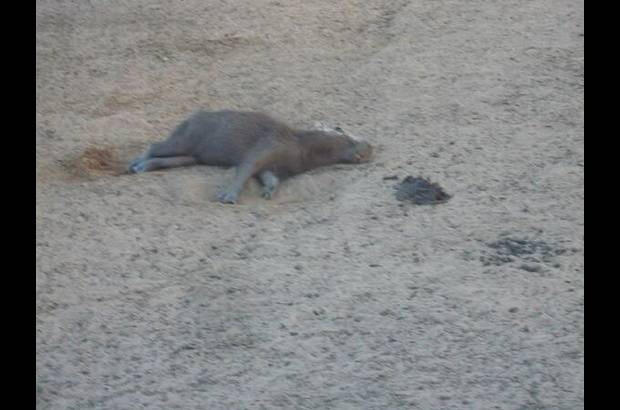 Foto: Heidy Puerta - Ya van cerca de 20 mil animales muertos, siendo los chigüiros la especie más afectada. También han perecido peces, tortugas, reptiles y ganado vacuno.