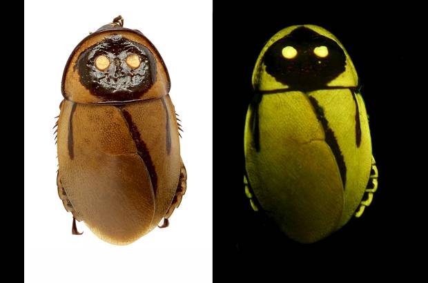 P. Vrsansky-D. Chorvat - Cucaracha luminiscente Lucihormetica luckae hallada en la selva de Ecuador.