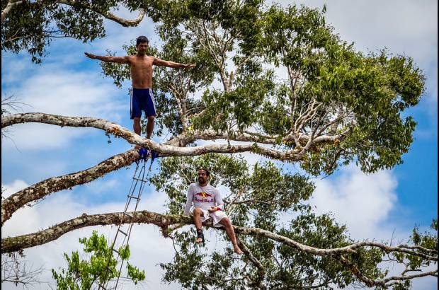 FOTO CORTESIA - COLPRENSA - El elegido fue un Caucho (&#225;rbol emblem&#225;tico del Amazonas) de 38 metros de alto y con m&#225;s de 100 a&#241;os de antig&#252;edad.