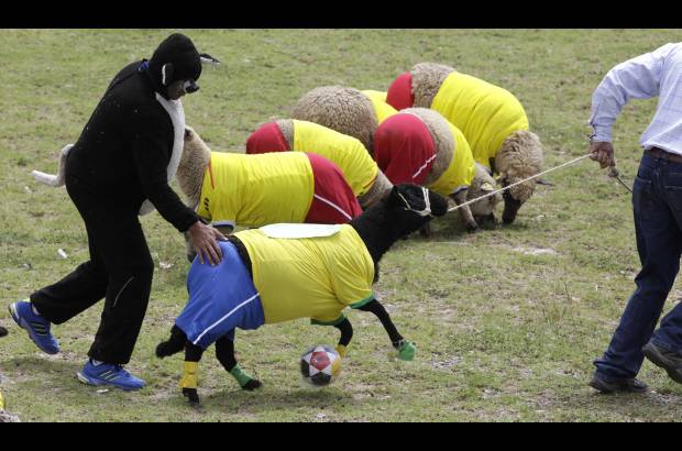 AP - En Colombia, pastores dirigieron dos equipos de ovejas que representaban a Brasil y Colombia para jugar como parte de una celebración de artesanos locales que fabrican ponchos de lana.