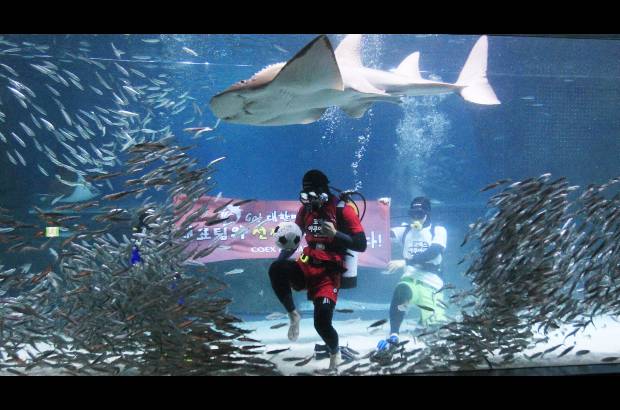 AP - Un buso con uniforme de Corea del Sur juaga al fútbol en medio de un cardumen de sardinas, durante un evento de promoción de la Copa del Mundo en el acuario de COEX en Seúl, Corea del Sur.