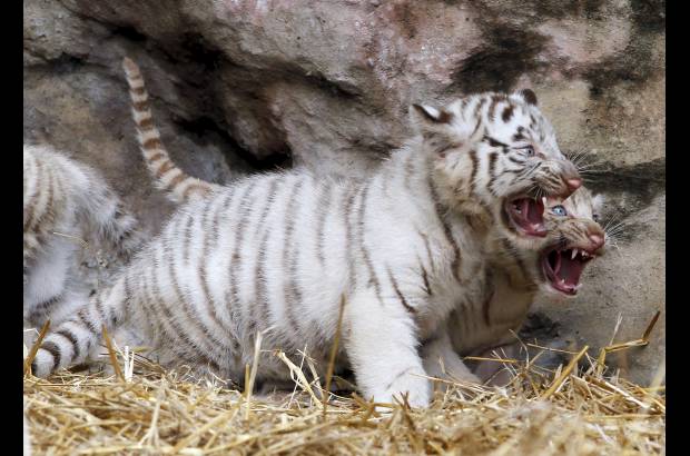 AP - El tigre de Bengala habita en las selvas de Asia (Bangladesh, China, India, Nepal, entre otros pa&#237;ses).